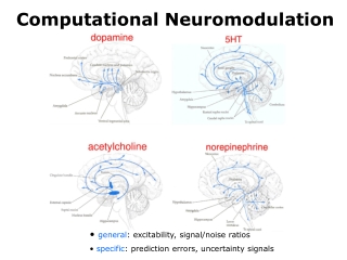 general : excitability, signal/noise ratios specific : prediction errors, uncertainty signals