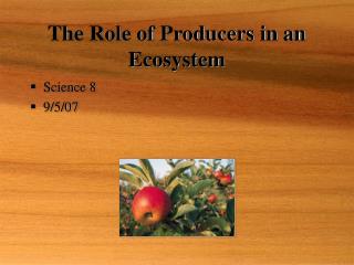 The Role of Producers in an Ecosystem