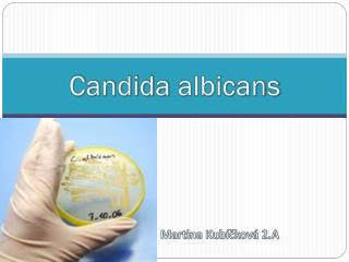 Candida albicans