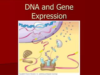DNA and Gene Expression