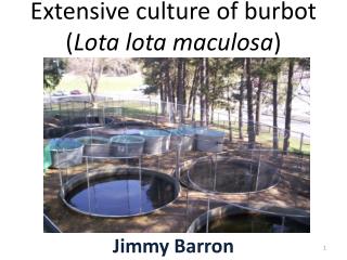 Extensive culture of burbot ( Lota lota maculosa )