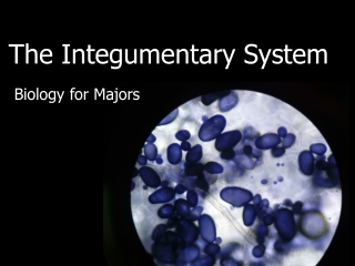 The Integumentary System