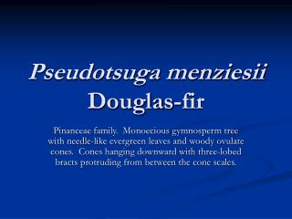 Pseudotsuga menziesii Douglas-fir