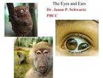 The Eyes and Ears Dr. Jason P. Schwartz PBCC