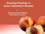 Growing Peaches in Zone 5 Northern Illinois