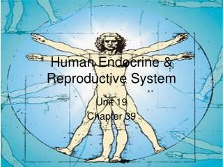 Human Endocrine & Reproductive System