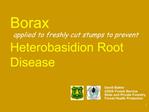 Borax applied to freshly cut stumps to prevent Heterobasidion Root Disease