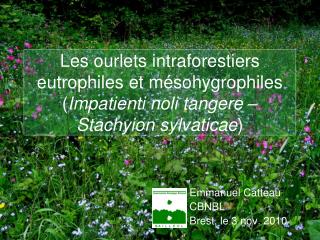 Les ourlets intraforestiers eutrophiles et mésohygrophiles ( Impatienti noli tangere – Stachyion sylvaticae )