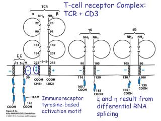 T-cell receptor Complex: TCR + CD3