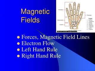 Magnetic Fields