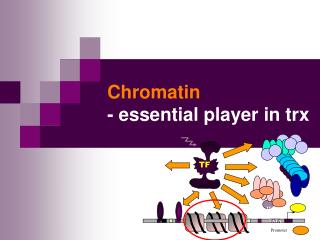 Chromatin - essential player in trx