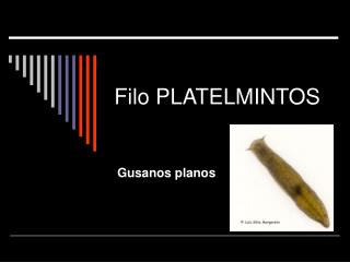 Filo PLATELMINTOS
