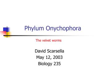 Phylum Onychophora