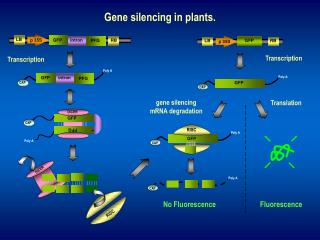 Gene silencing in plants.