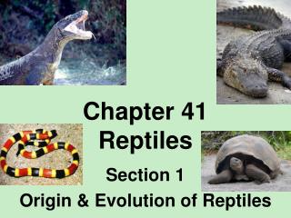 Chapter 41 Reptiles