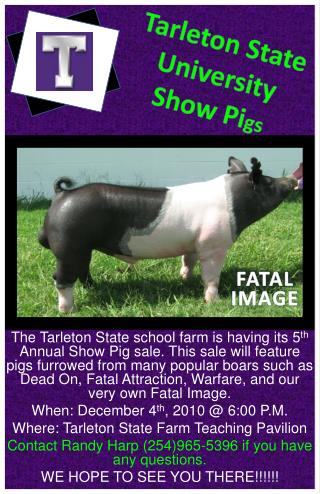 Tarleton State University Show Pi gs