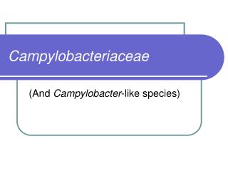 Campylobacteriaceae