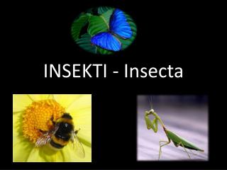 Insekti