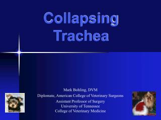 Collapsing Trachea