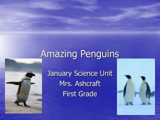 Amazing Penguins