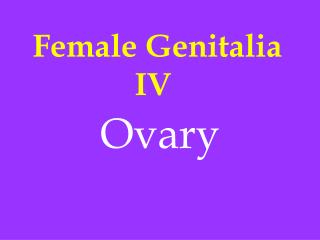 Female Genitalia IV