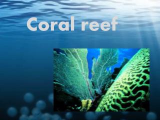 PPT - Coral reef PowerPoint Presentation, free download - ID:3273979