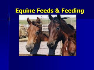 Equine Feeds & Feeding