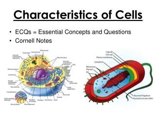 PPT - Characteristics Of Cells PowerPoint Presentation, Free Download ...