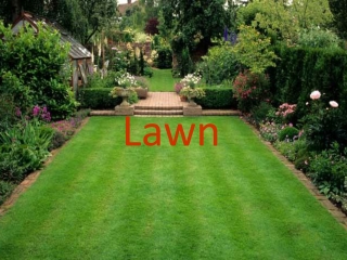 Lawn