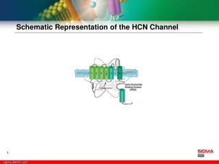 Schematic Representation of the HCN Channel