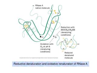 Reductive denaturation and oxidative renaturation of RNase A