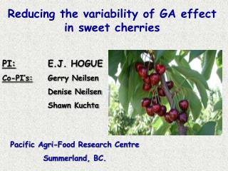 Reducing the variability of GA effect in sweet cherries
