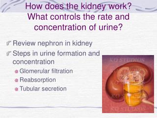 How does the kidney work? What controls the rate and concentration of urine?