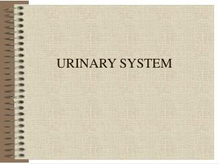URINARY SYSTEM
