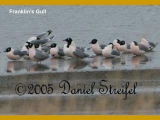 Franklin’s Gull