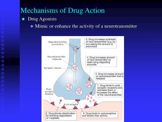 PPT - Mechanisms Of Drug Action PowerPoint Presentation, Free Download ...