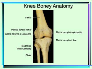 Femur Patellar surface femur Lateral condyle & epicondyle Head fibula Tibial tuberosity Fibula