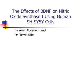 The Effects of BDNF on Nitric Oxide Synthase I Using Human SH-SY5Y Cells