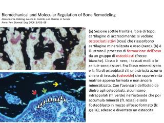 Biomechanical and Molecular Regulation of Bone Remodeling