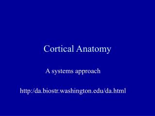 Cortical Anatomy