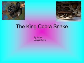 The King Cobra Snake