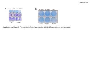 Supplementary Figure 2: Phenotypical effect of upregulation of EpCAM expression in ovarian cancer