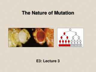 The Nature of Mutation