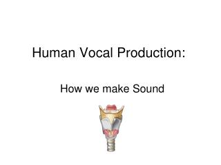 Human Vocal Production: