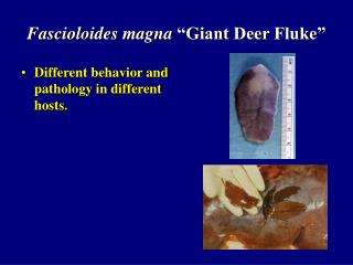 Fascioloides magna “Giant Deer Fluke”