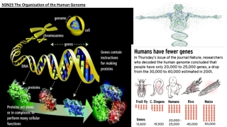 SGN23 The Organization of the Human Genome