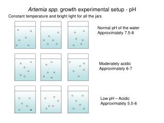 Artemia spp. growth experimental setup - pH