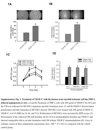 Supplementary Fig. 1. Treatment of VEGF-C with the human acute myeloid leukemic cell line,THP-1,