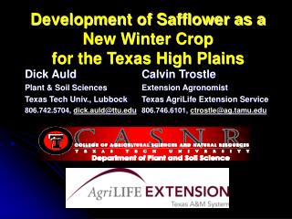 Development of Safflower as a New Winter Crop for the Texas High Plains