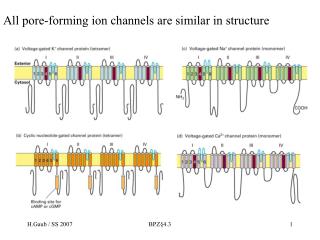 All pore-forming ion channels are similar in structure